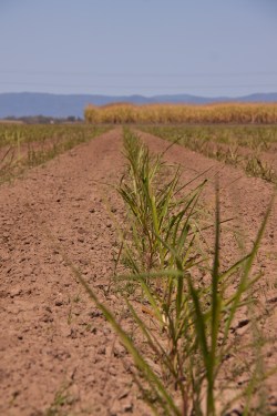 growing sugar cane